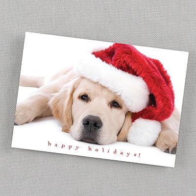 Dog Christmas Cards